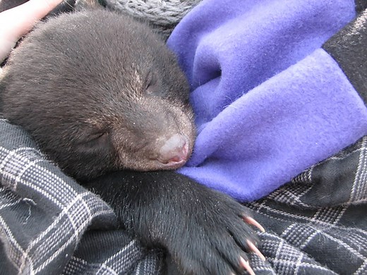 Watch black bear den in new Pennsylvania Game Commission live cam