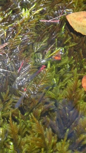 The Endangered Damselflies of Hawaii #shorts