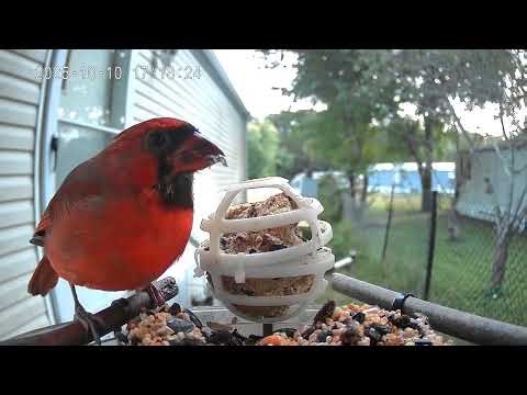 Cardinal of the day high speed bonus October 10th 2025