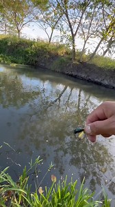 Pesca de guapote tigre con cucharitas muy efectivas | Pesca con cuerda y mas