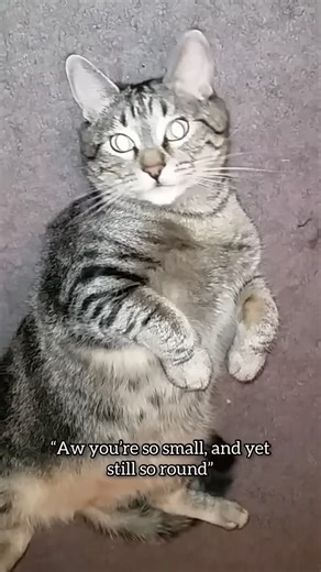 Lily as a baby is the CUTEST thing you’ll see today! #talkingcat #pennythecat | Penny The Talking Cat