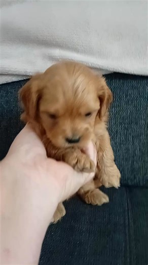 Beautiful ruby boy | Rose Cottage Cavoodles