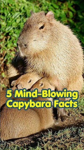 5 Mind Blowing Capybara Facts 🐹#capybara #facts #shorts