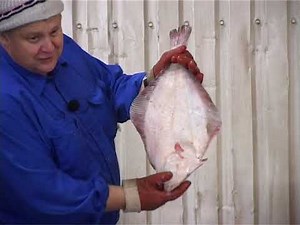 Portræt af OV Jørgensen, HUNDESTED HAVN