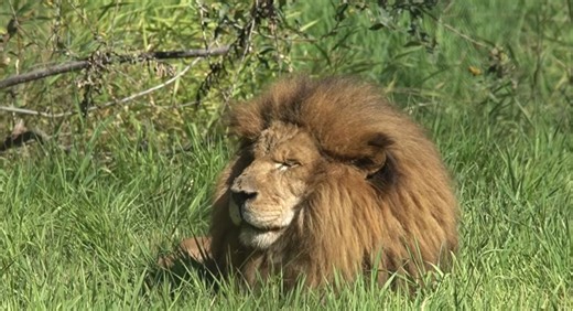 Rest in pride: Greater Vancouver Zoo announces death of Boomer the lion