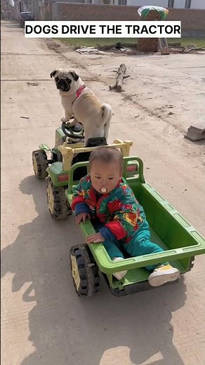 hippopotamus documentary