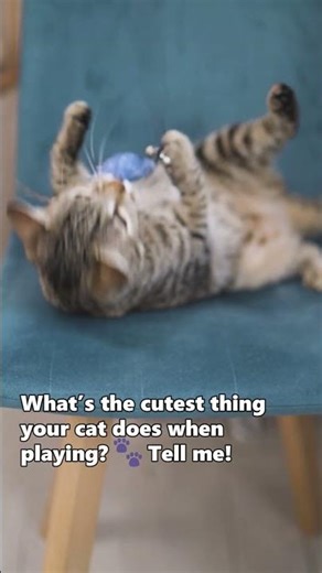 What’s the cutest thing your cat does when playing 🐾 Tell me! #cat #catgames #cattv