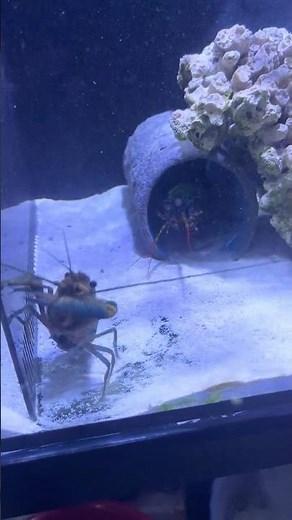 Again Again and Again! Mantis Shrimp VS Lobster in Showdown