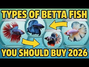 Stunning Betta Fish Types - You Need to See/Buy in 2026!