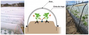 Cultivos forzados: Cómo hacer micro-túneles para tus cultivos - PortalFruticola.com