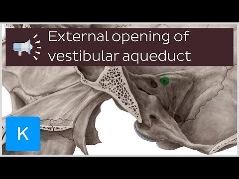External opening of vestibular aqueduct | Anatomical Terms Pronunciation by Kenhub