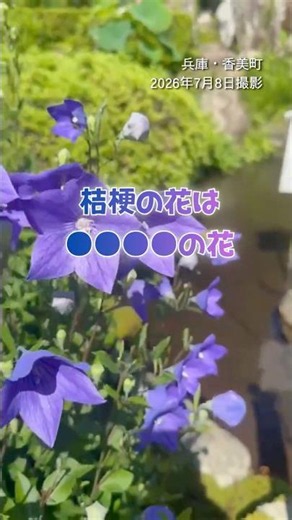 桔梗は○○○○の花🌼何かわかる？#桔梗 #キキョウ #香美町 #遍照寺 #読売テレビニュース
