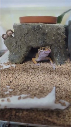 【レオパードゲッコー飼育】名前はノコノコ今日も餌やりします大きくなーれ