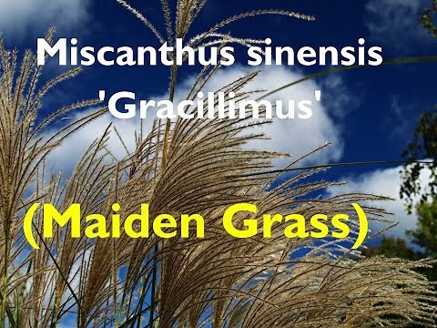 Ornamental Grass! Miscanthus sinensis 'Gracillimus' (Maiden Grass)
