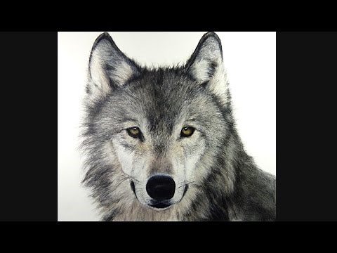How I draw a Wolf, hyperrealistic art
