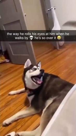 Dog gets annoyed meme