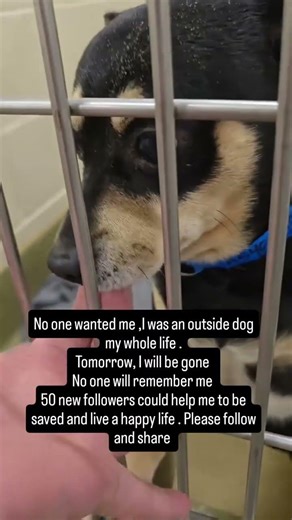 ADOPTED AND REDUMPED Back in shelter 3/5/26CHICO #A545865 Moreno Valley CAmale, black#usa #uk #sad