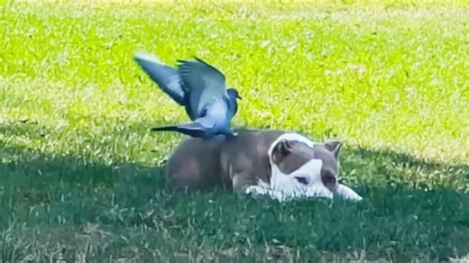 Pit bull and pigeon are best friends - they lost everything but found each other