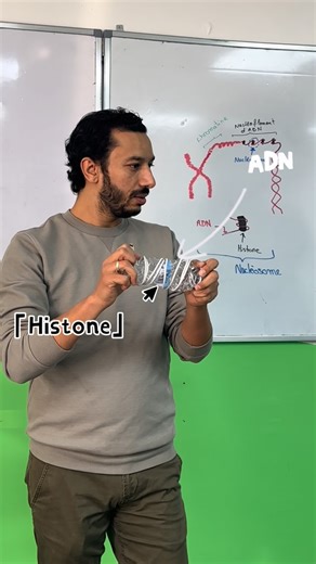 Prof MOUSSTAID Hassan SVT on Instagram‎: "Le rôle des Histones 🧡😍 ##histones #bac2026 عرض علوم الحياة و الارض مسلك العلوم الفيزيائية و مسلك علوم الحياة و الارض تواصل معنا عبر الواتساب 06.728.06.723"‎