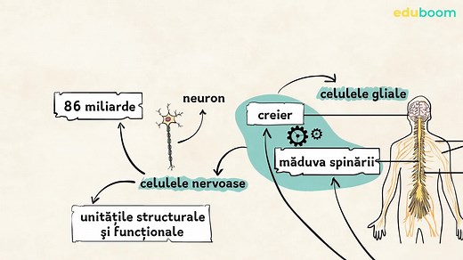 Clasificarea sistemului nervos la om. Biologie clasa a 7-a