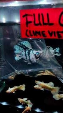There are cute mollies at the Jatinegara ornamental fish market #ornamentalfish #freshwaterorname...
