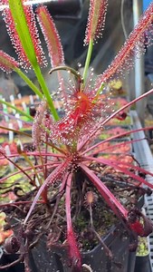 234 reactions · 4 comments | Drosera capensis Montague Pass from @curiousplant | Jeremiah's Carnivorous Plants | Facebook