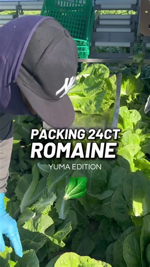 How to Pack a 24ct Romaine Lettuce: Yuma Edition