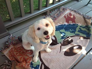 Recently Adopted Wallingford Dog Found on Craigslist Has a New Home