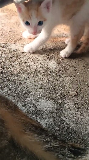 Angry Kitten hissing #cat #viral #shorts #videos