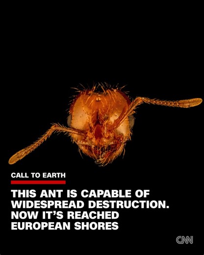 272K views · 532 reactions | On #CallToEarth Day, we're spotlighting the red imported fire ant — one of the world's most invasive species — newly discovered for the first time in Europe. From gardens to orchards to farmland, these ants threaten the green spaces people depend on. Scientists are in a race to stop the spread before it's too late. Read more: https://cnn.it/4ouj6NQ | CNN | Facebook