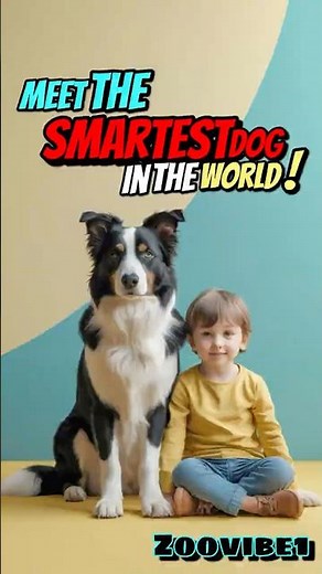 Border Collie: Intelligence Close to Humans | IQ Comparison