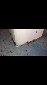 Formosan termites are swarming right now — and they don’t come quietly.If you see flying termites around your home, especially in the evening near lights, don’t wait — call Arrow Pest Service immediately. Formosan termites are the most destructive termites in the U.S. They build massive colonies, cause serious structural damage fast, and can be hard to eliminate once they’re in.Act fast. The sooner we stop them, the more damage we prevent.Call us today and protect your home before it’s too late.