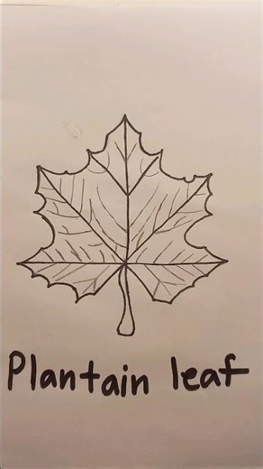 drawing of a plane tree leaf🍁