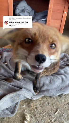 What Does the Fox Say: Exploring Kiki the Fox's Sounds