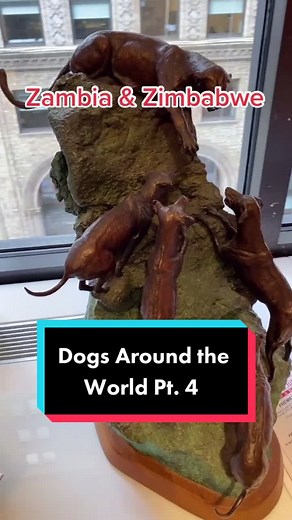 Dogs Around the World Pt. 4 #AKCMoD #museum #nyc #rhodesianridgeback #zambia #zimbabwe #rhodesia #dogsaroundtheworld