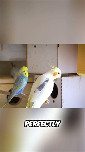 Cockatiel's Hilarious Nesting Obsession Budgie Nests!