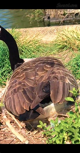 #Eggs ，love & hope B 20250409 #goose #Nature v9