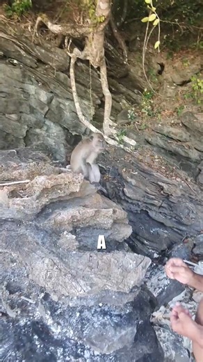 5.8K views · 18 reactions | A Monkey Slaps a Man After Taking Treats From Him #FunnyMonkey #AnimalFails #ViralMoments #MonkeyBusiness #AnimalHumor #UnexpectedMoments #CuteAnimals #HilariousReactions #WildlifeEncounters #AnimalLovers | Animals Behavior | Facebook