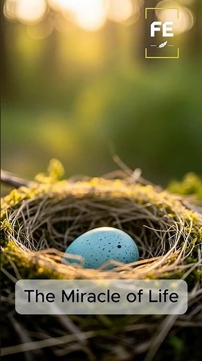 The Miracle of a Robin Hatching | Beautiful Birth of New Life in Nature (4K) #shorts #birds #nature