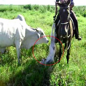 156K views · 82 shares | Mother Cow Tries To Protect The Calf - Beautiful Animals | Beautiful Animals | Facebook