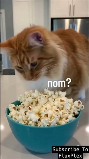 CRAZIEST Cat FAILS of the Week! 😹 Kittens vs. Gravity (You Can't Stop Laughing) #Cats #Kitten #Funny