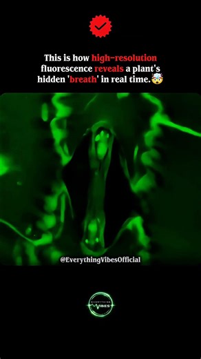 Real-Time Visualization of Stomatal Gas Exchange🤯