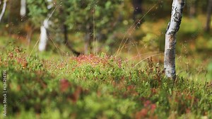 Pan shot of small grass berries in Norwegian natural forest_Depth of field shot. meditation background clips.