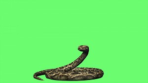 4k Animation - Snake Python On Green Screen Stock Motion Graphics SBV-338250954 - Storyblocks