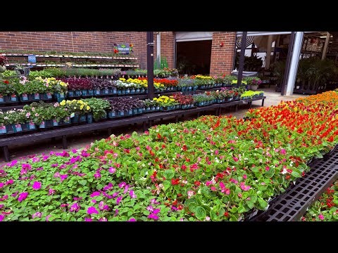 Walmart Spring Garden Center Tour | New Plants, Flowers & Fresh Inventory