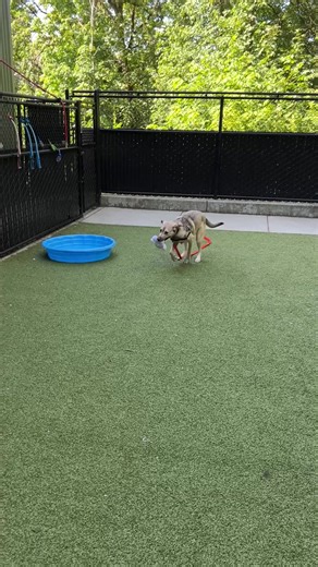 28K views · 750 reactions | You've seen plenty of sad Daisy Duck content, but that certainly hasn't reeled in any prospective adopters. What if we told you she is capable of happiness, and a lucky volunteer caught it all on film? That do anything for you fickle masses? | Seattle Humane | Facebook