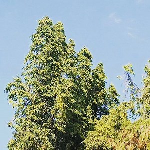 Difference between Sita Ashoka tree and ashoka Tree, Polyalthia longifolia . It is important to add Sita ashoka tree more and more in urban landscape. | Mission Green Mumbai