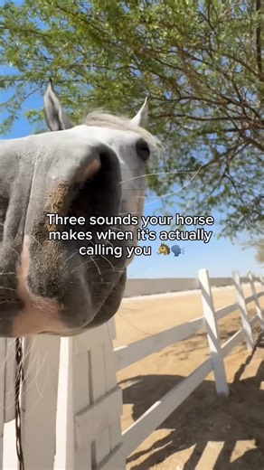 Al Samriya Riding School 🐎🇶🇦 | Three sounds your horse makes when it’s actually calling you 👂💞 Horses don’t just neigh — they communicate. Each sound reveals what... | Instagram