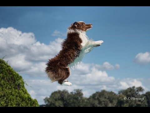 AKC Trick Dog Performer Archie