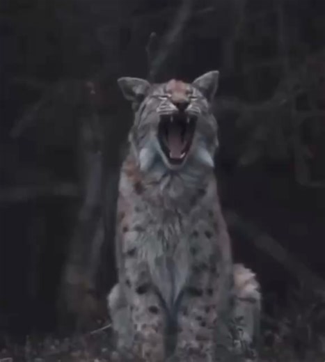 1.9K views · 35 reactions | The Eurasian lynx is one of the largest species of lynx. | Natural World | Facebook